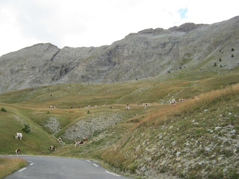 Koeien op de Col des Champs
Velden hebben we niet veel gezien op de Col des Champs (col van de velden). Wel bos, tijdens de pittige klim van 12 kilometer, en weiden, tijdens de afdaling naar St. Martin. Hier zien we hoe de koeien zich tegoed doen aan het malse Alpengras.
