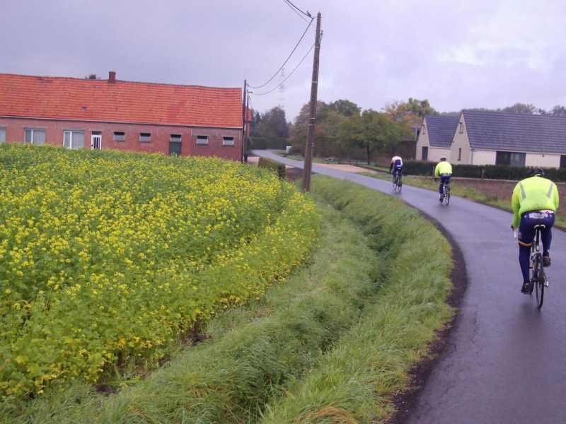 Geel Mannen En Koolzaadveld
